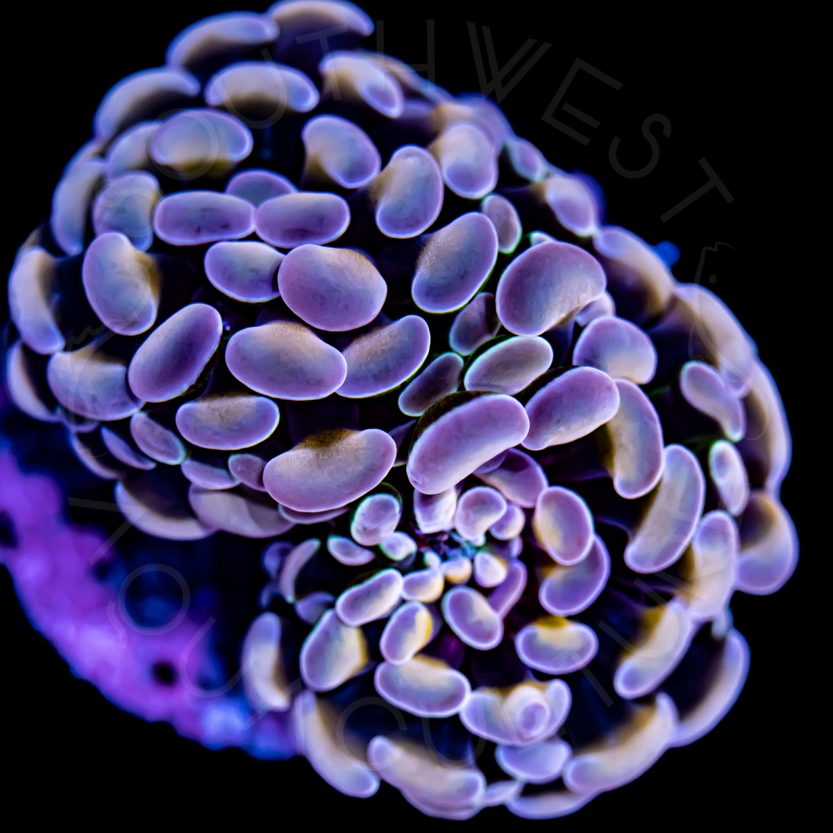 Indo Branching Hammer - WYSIWYG