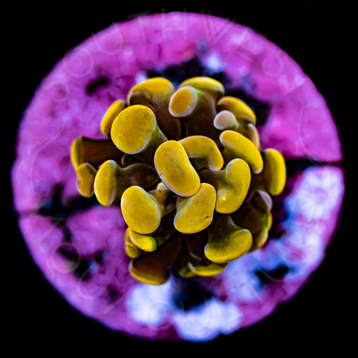 Indo Branching Hammer - WYSIWYG