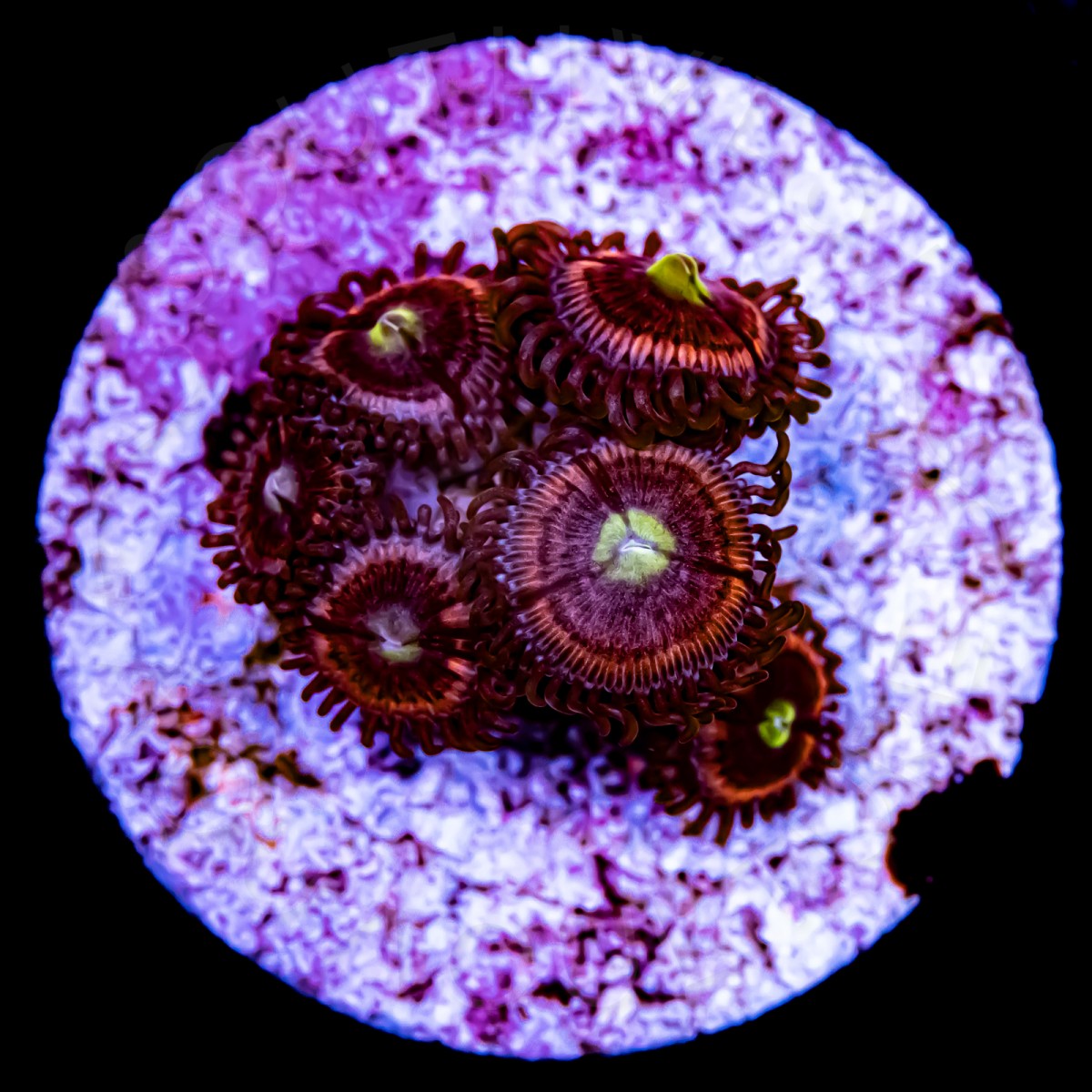 Toxic Core Paly - WYSIWYG