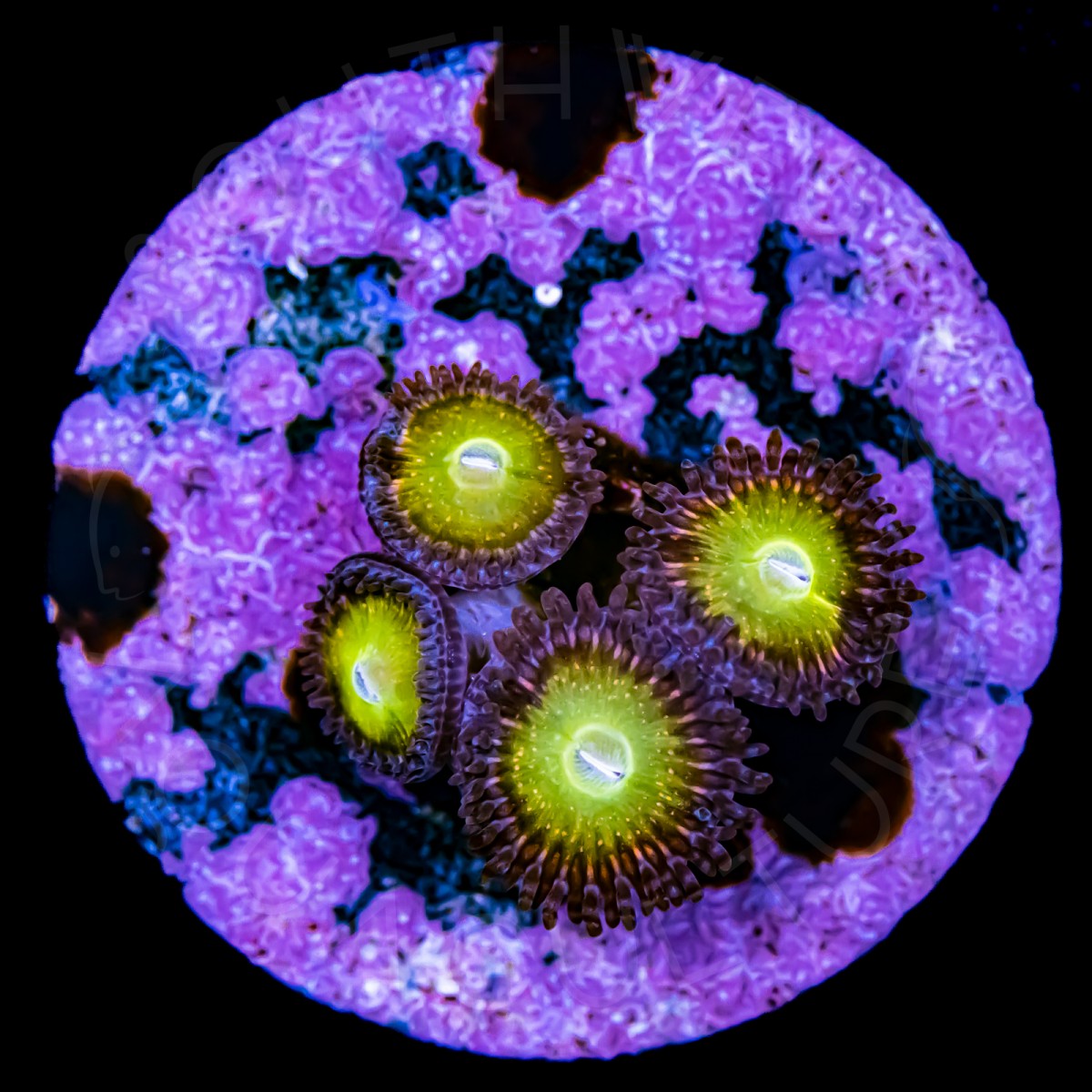 Candy Apple Paly - WYSIWYG