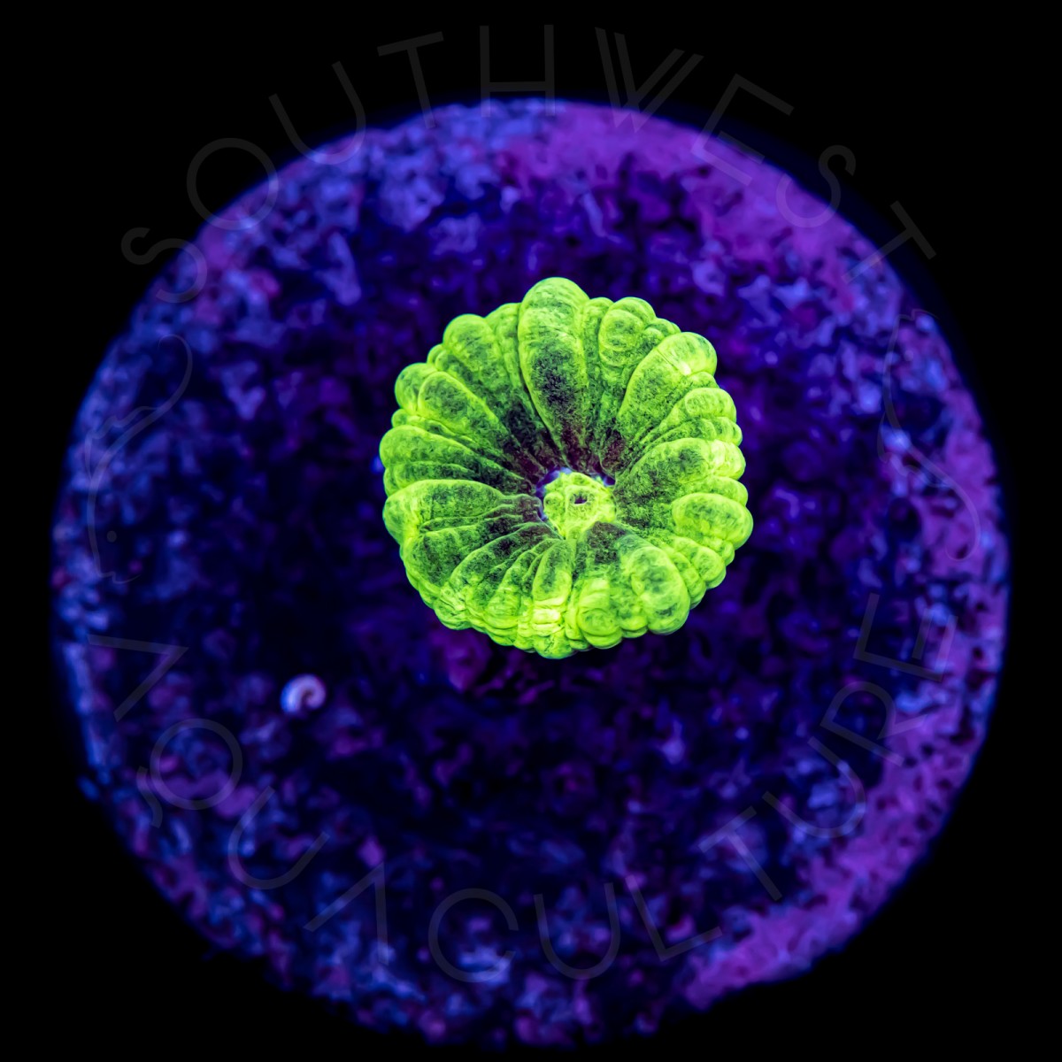 Kryptonite Candy Cane - WYSIWYG