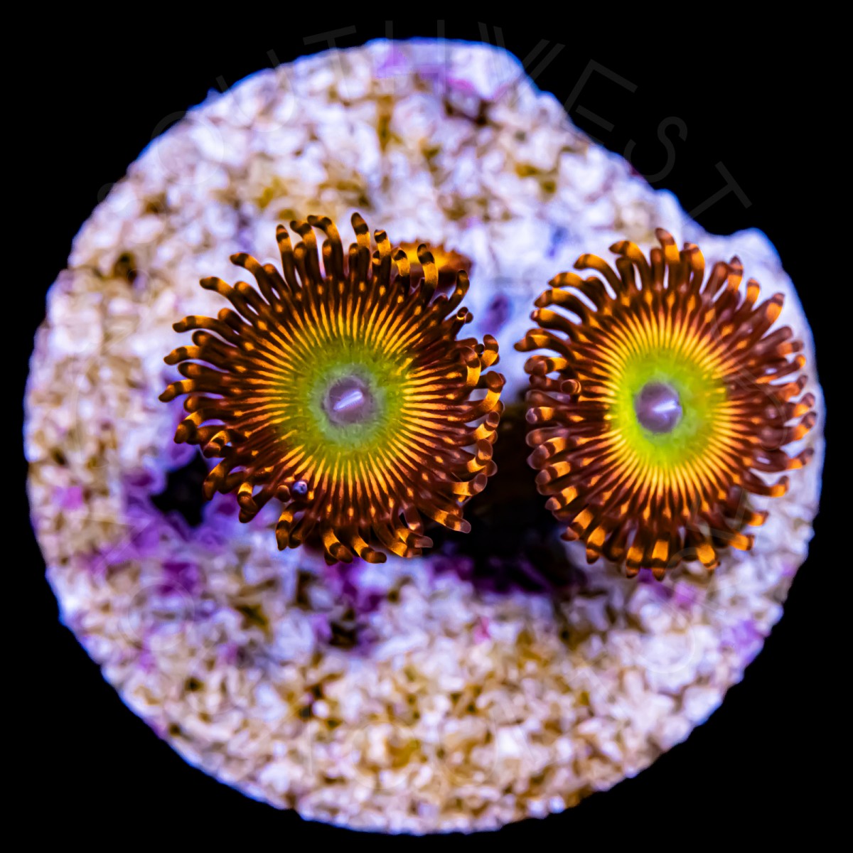 Wowzers Palythoa - WYSIWYG