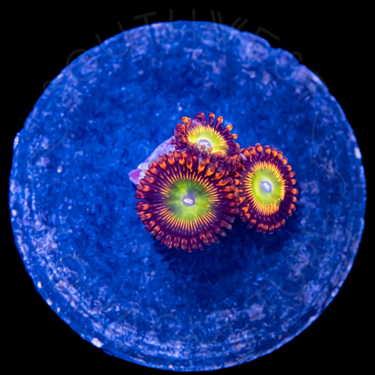 Wowzers Palythoa - WYSIWYG