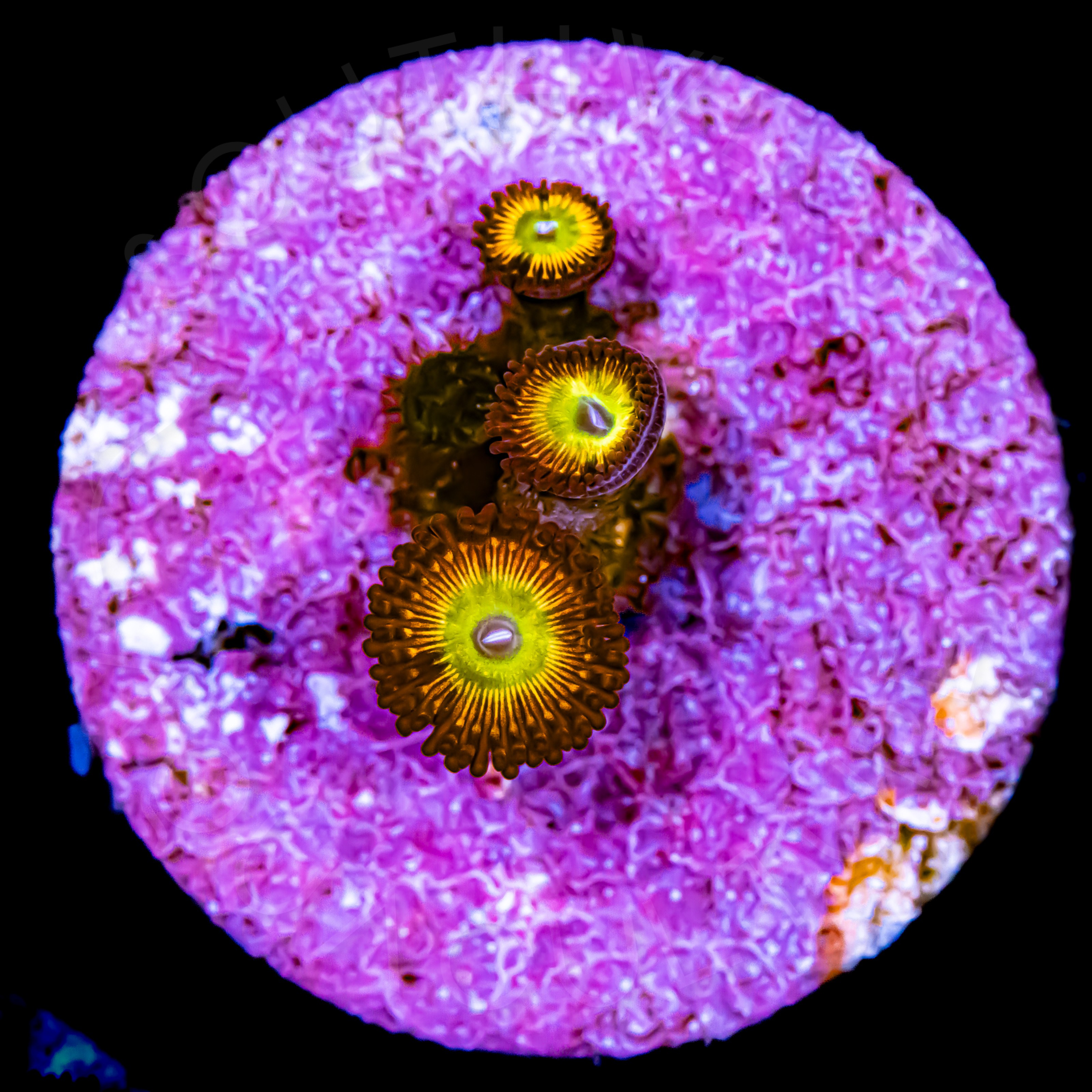 Wowzers Palythoa WYSIWYG