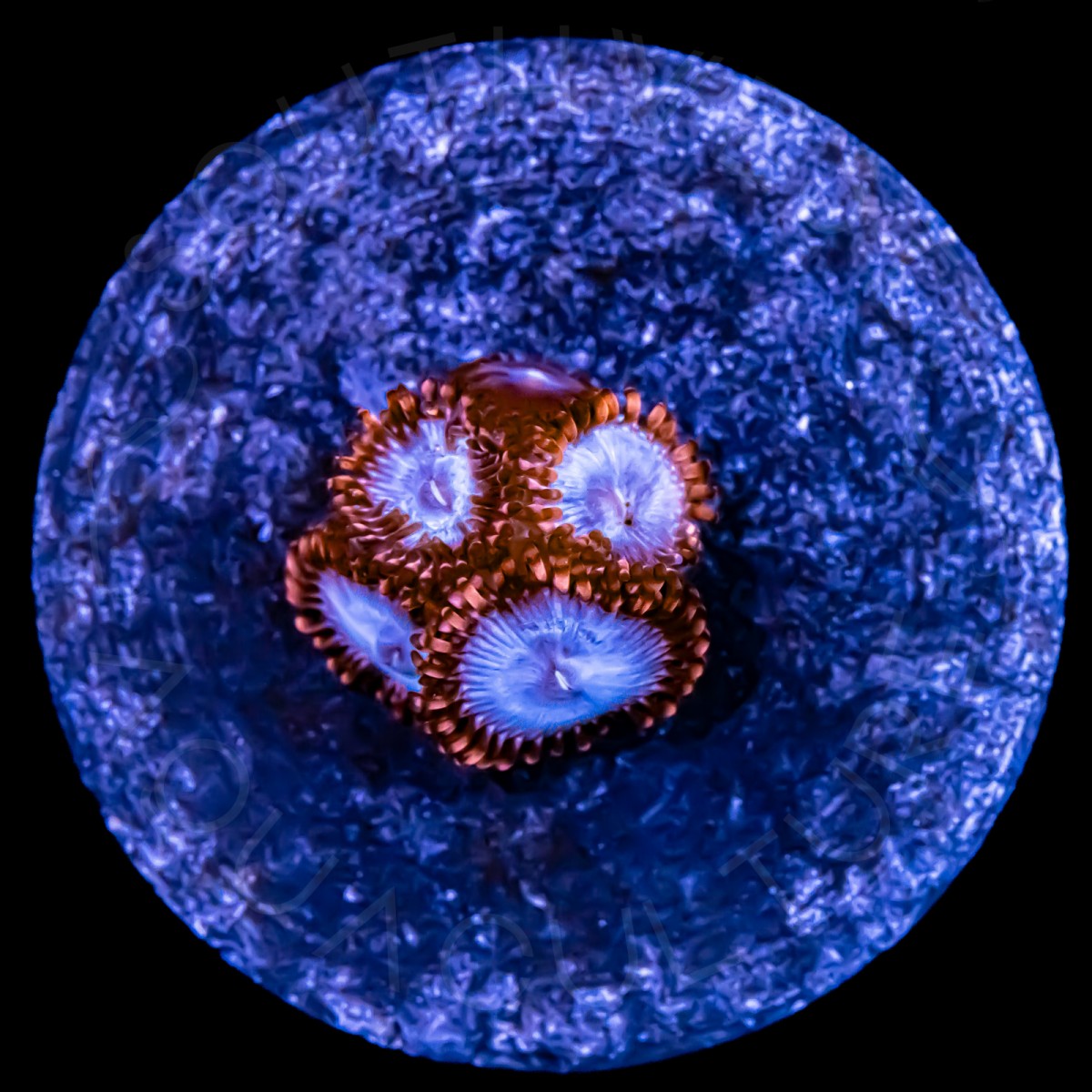 Mind Freeze Paly - WYSIWYG