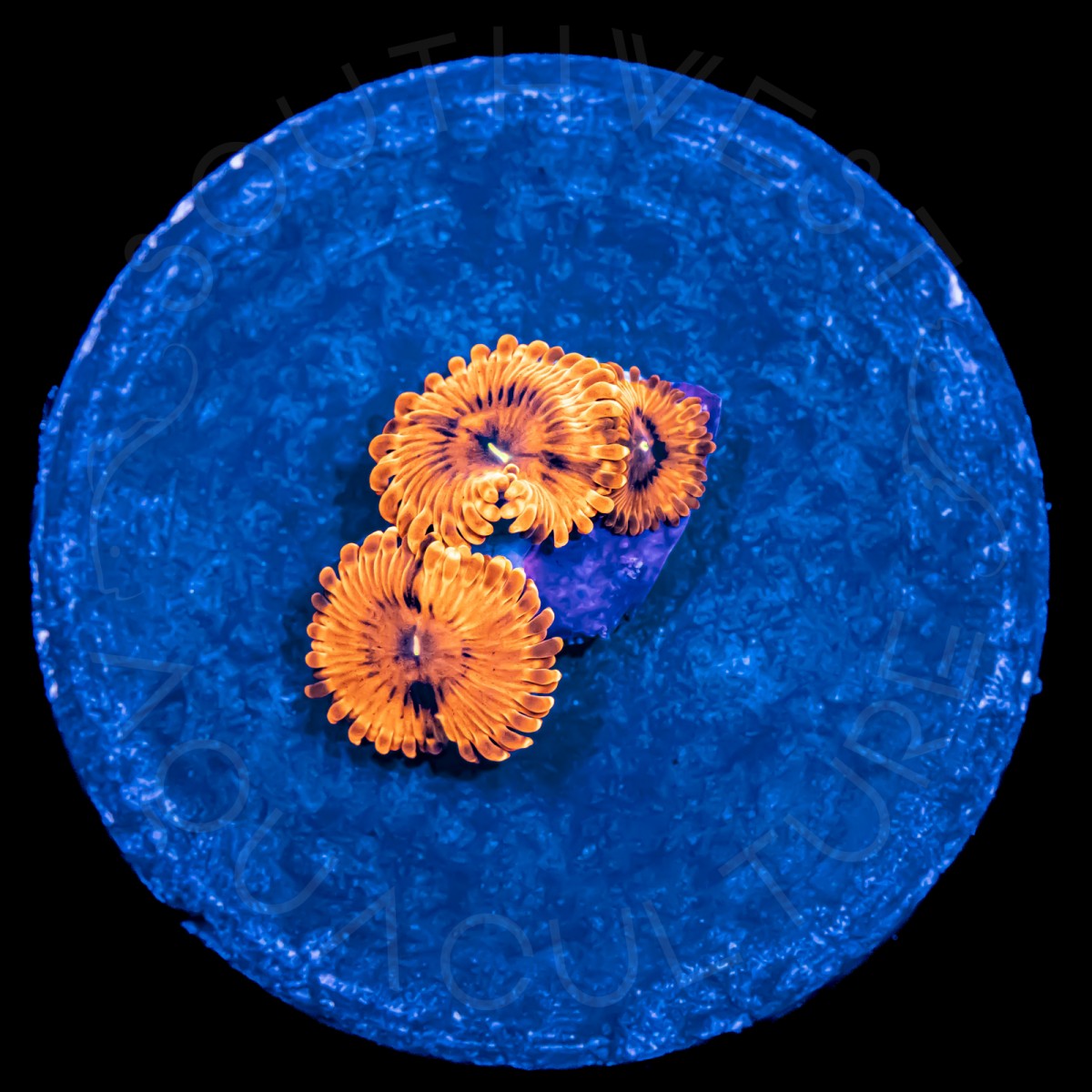 Ultra Zoanthids - WYSIWYG