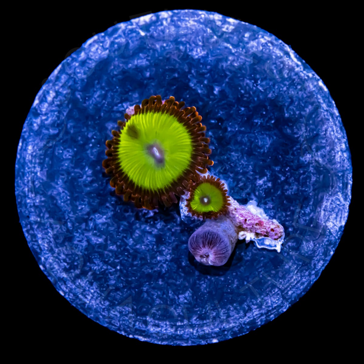 Indo Ultra Paly - WYSIWYG