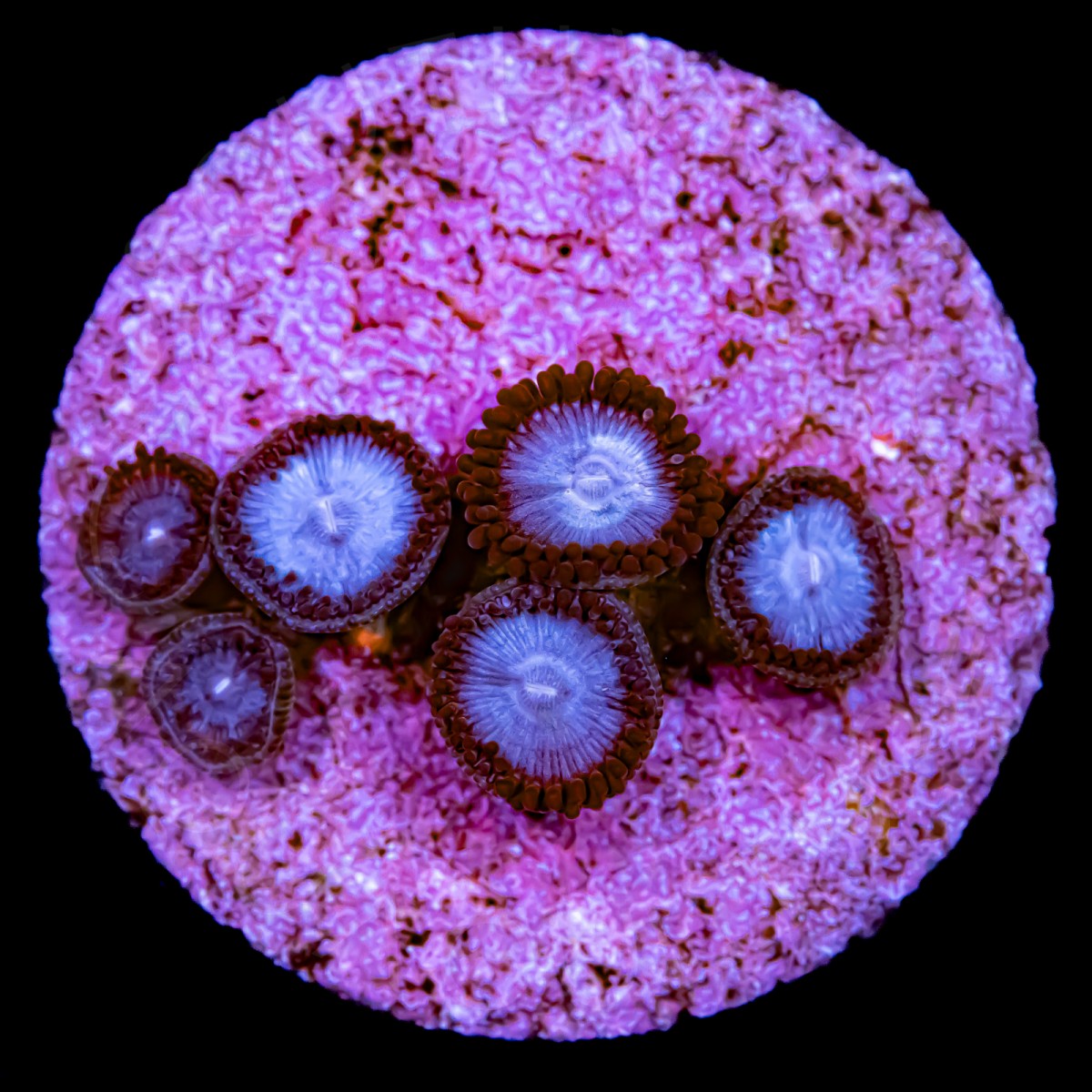 Mind Freeze Paly - WYSIWYG