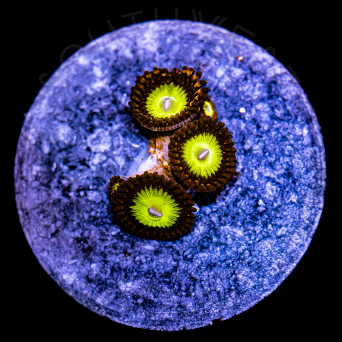 Atomic Hulk Paly - WYSIWYG