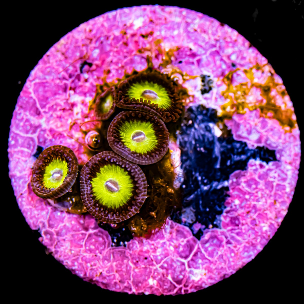 Atomic Hulk Paly - WYSIWYG