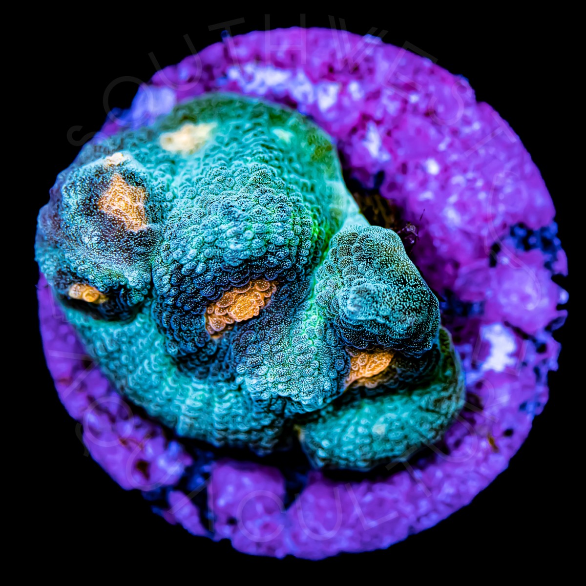 Pumpkin Spice Chalice - WYSIWYG