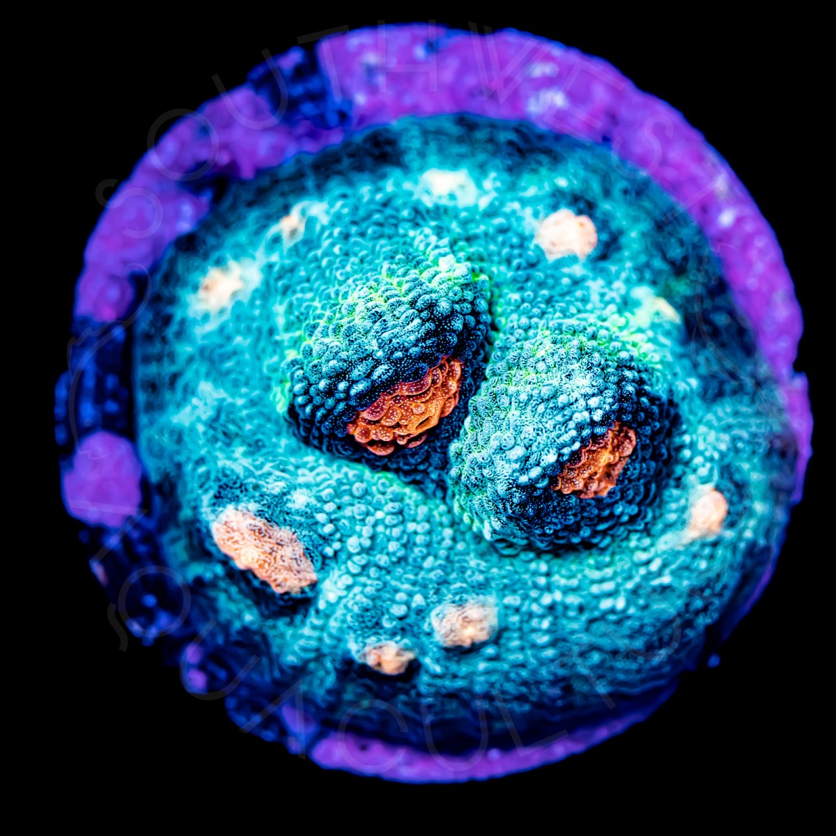 Pumpkin Spice Chalice - WYSIWYG Pumpkin Spice Chalice - WYSIWYG