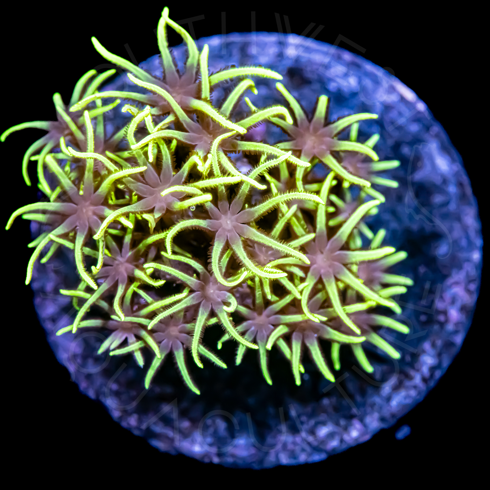 Green Star Polyps - WYSIWYG