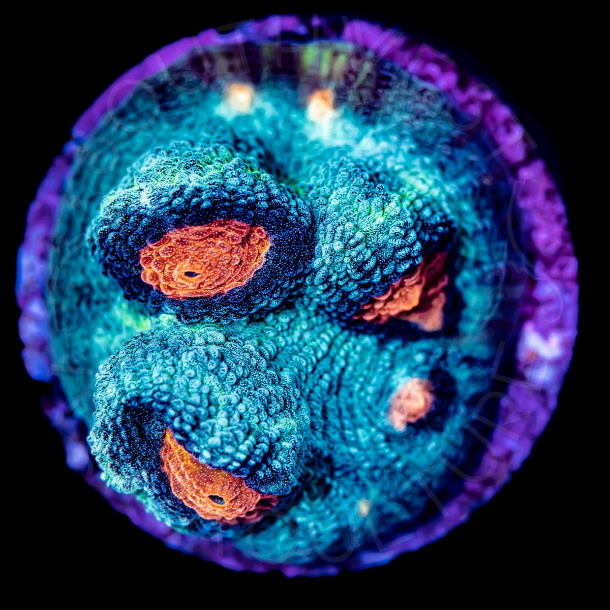 Pumpkin Spice Chalice - WYSIWYG