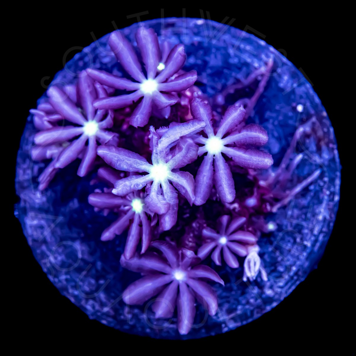 Daisy Polyps - WYSIWYG
