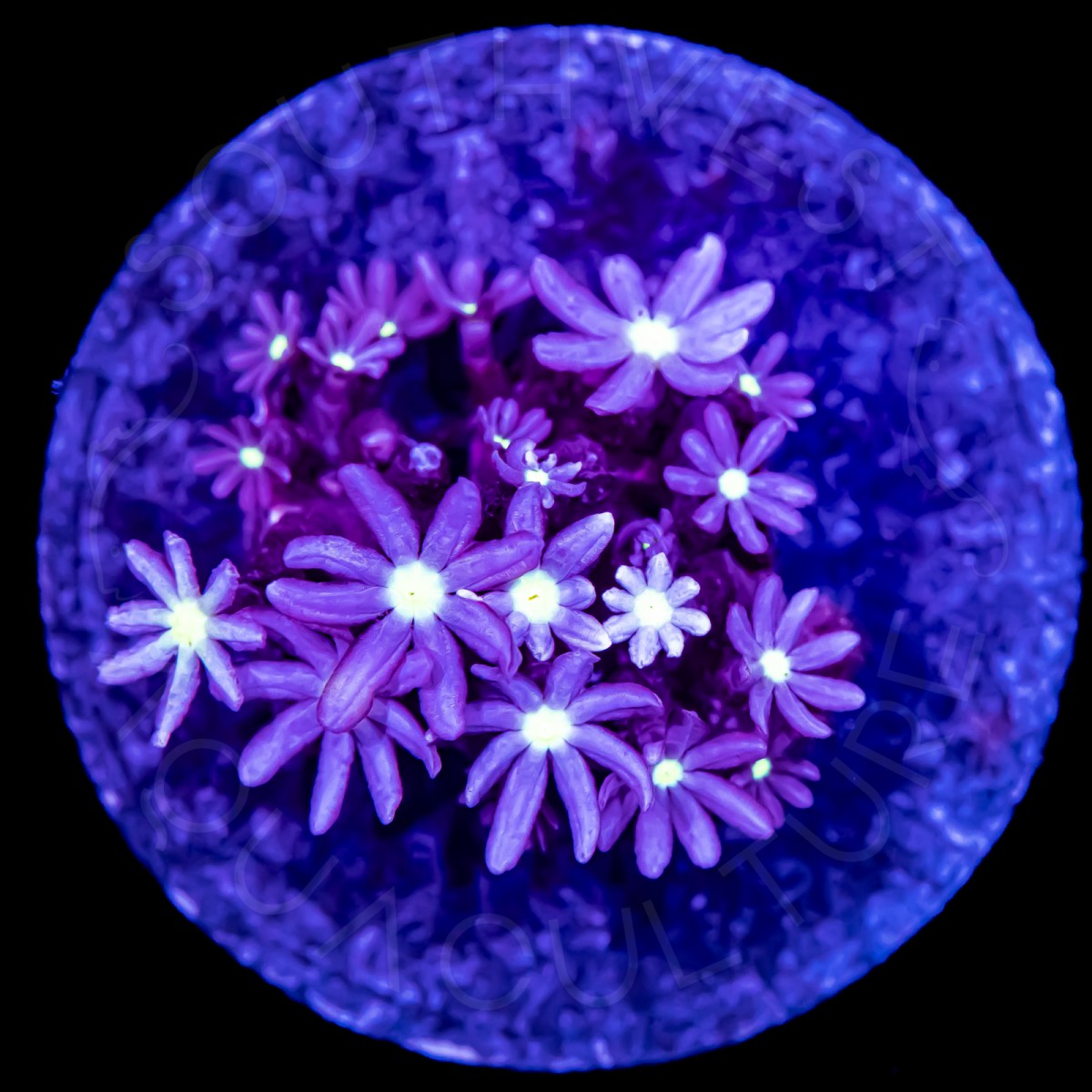 Daisy Polyps - WYSIWYG