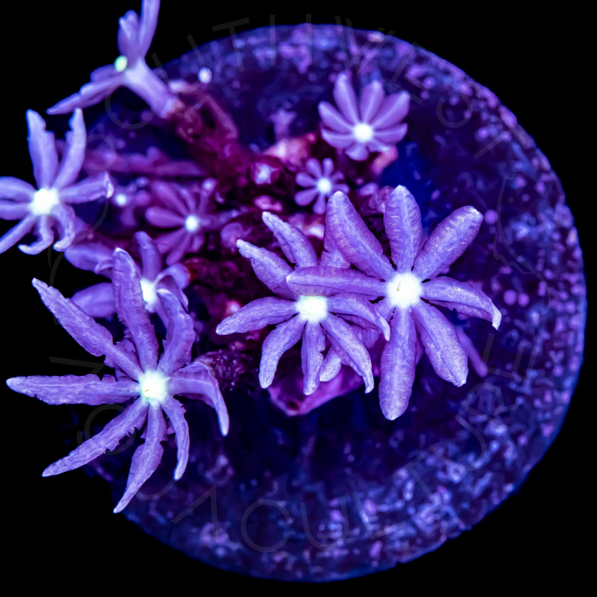 Daisy Polyps - WYSIWYG