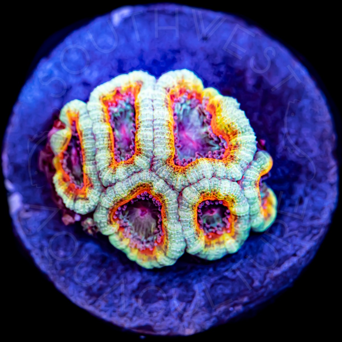 Starlight Lord - WYSIWYG Starlight Lord - WYSIWYG