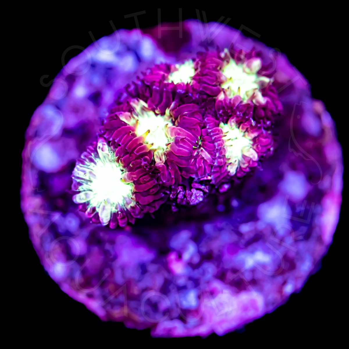 Ultra Blasto Merletti - WYSIWYG Ultra Blasto Merletti - WYSIWYG