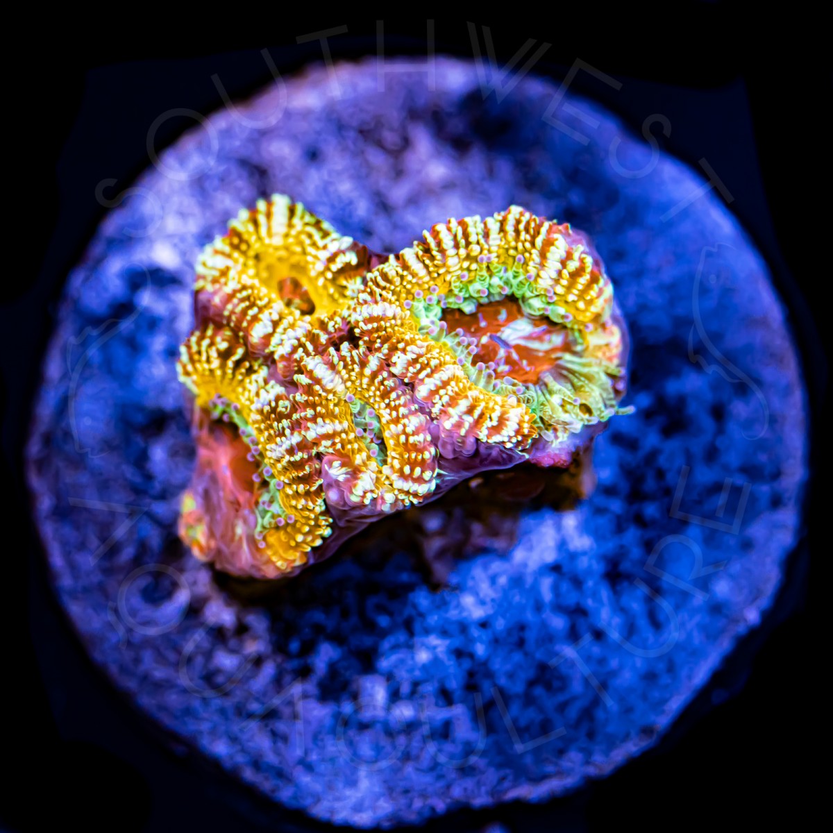 70's Special Micromussa - WYSIWYG 70's Special Micromussa - WYSIWYG