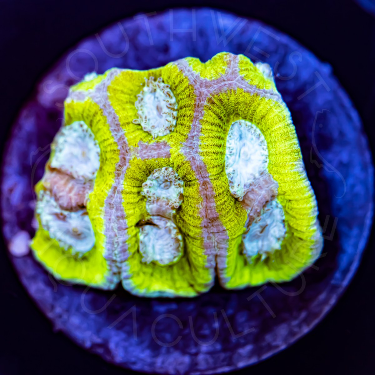 Ice Cool Favia - WYSIWYG Ice Cool Favia - WYSIWYG