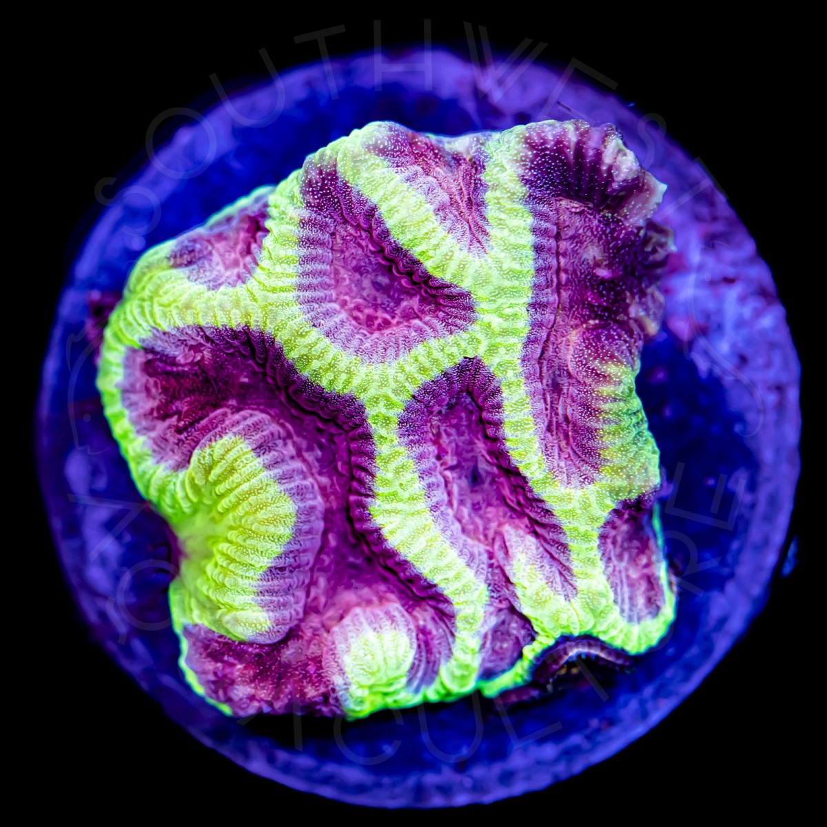 Raspberry Plum Maze - WYSIWYG Raspberry Plum Maze - WYSIWYG