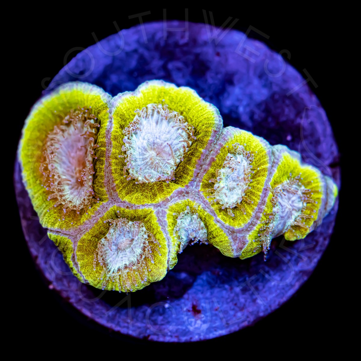 Ice Cool Favia - WYSIWYG Ice Cool Favia - WYSIWYG