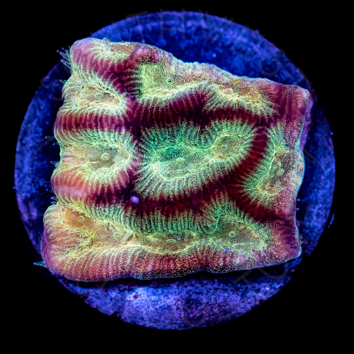 Moonlight Platygyra - WYSIWYG Moonlight Platygyra - WYSIWYG