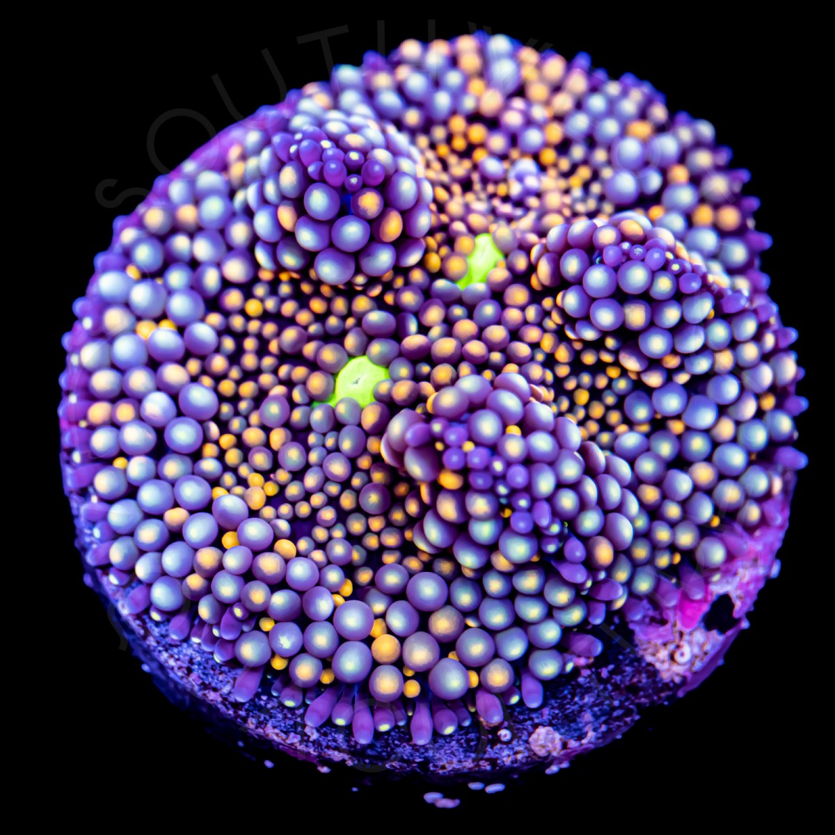 Ultra Ricordea Florida - WYSIWYG Ultra Ricordea Florida - WYSIWYG