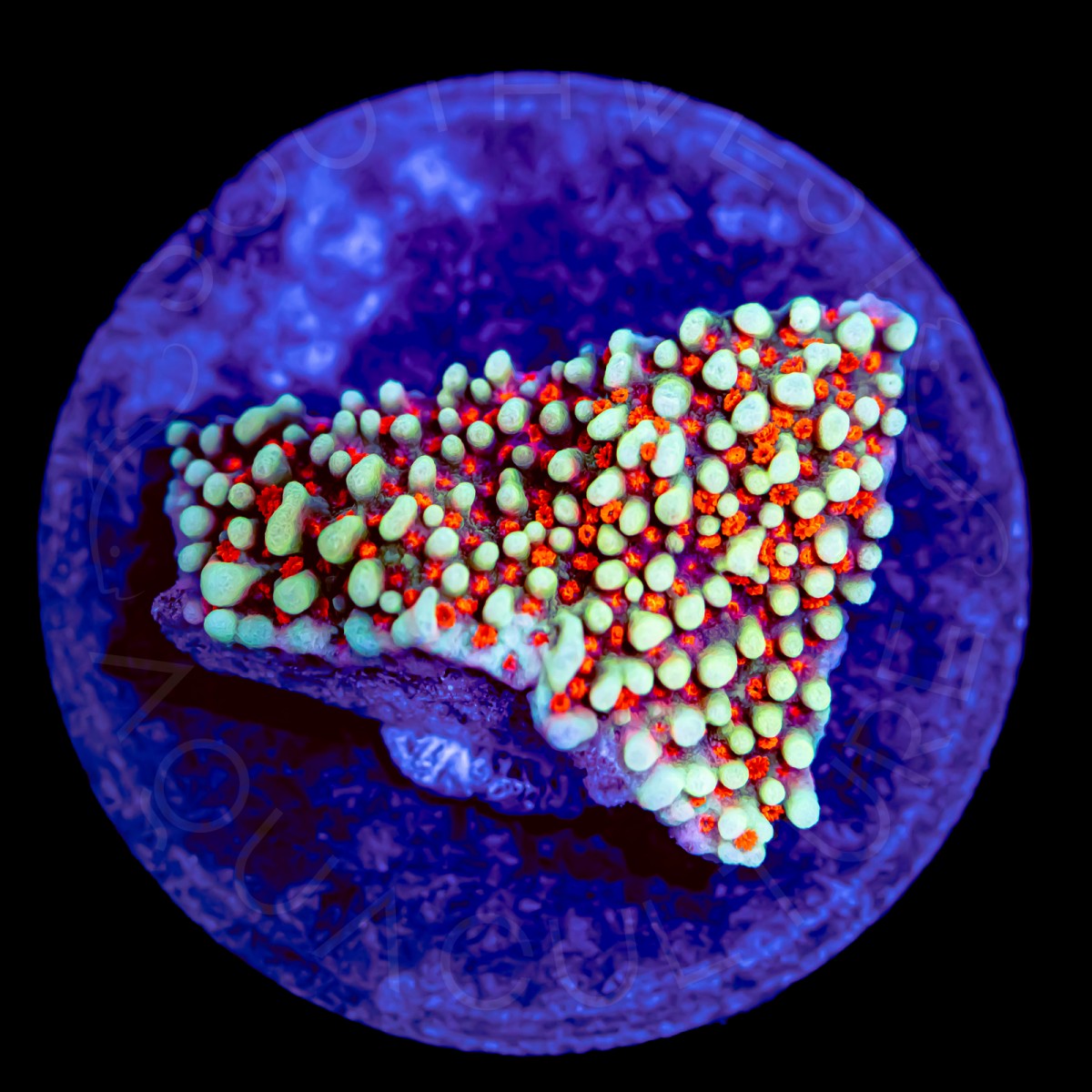 Crimson Tide Monti - WYSIWYG Crimson Tide Monti - WYSIWYG