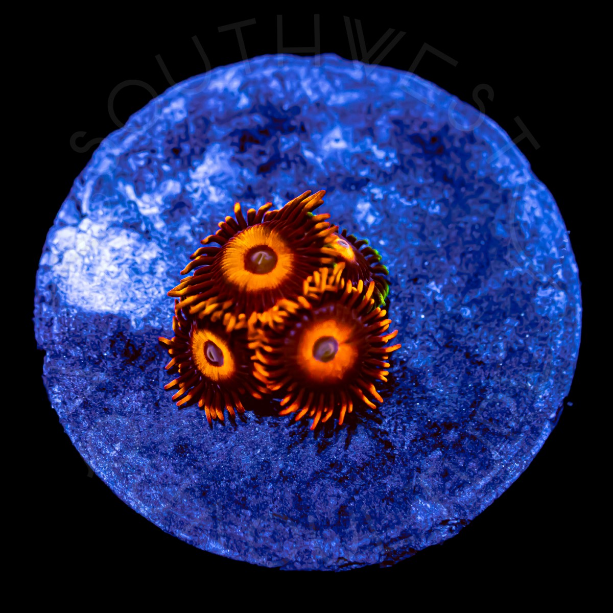 Orange Oxide Zoanthids - WYSIWYG Orange Oxide Zoanthids - WYSIWYG