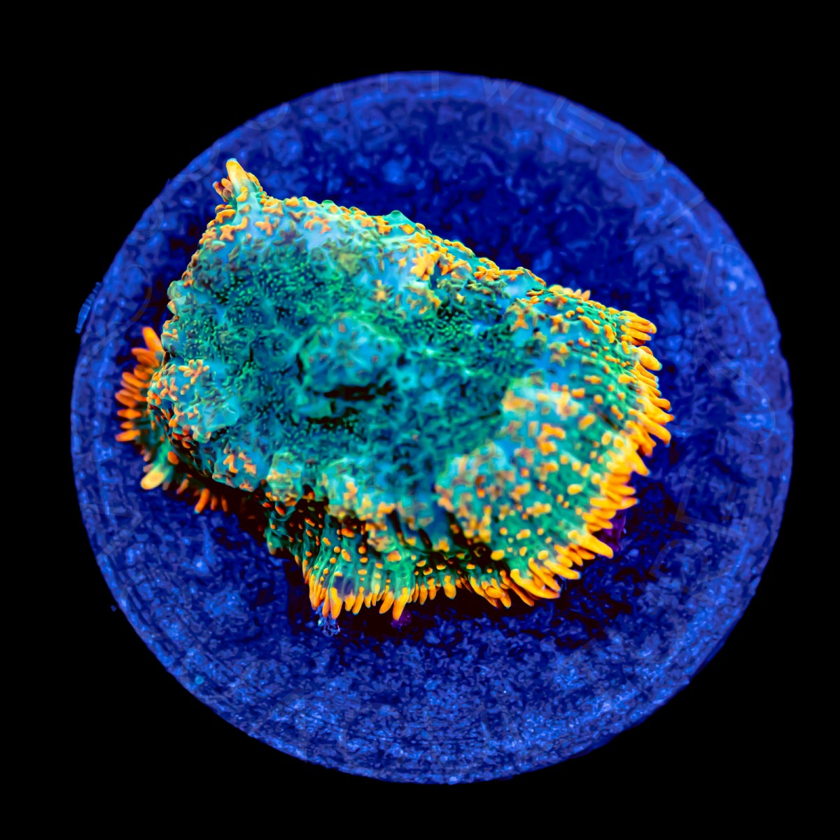 Orange Rim Rhodactis - WYSIWYG Orange Rim Rhodactis - WYSIWYG