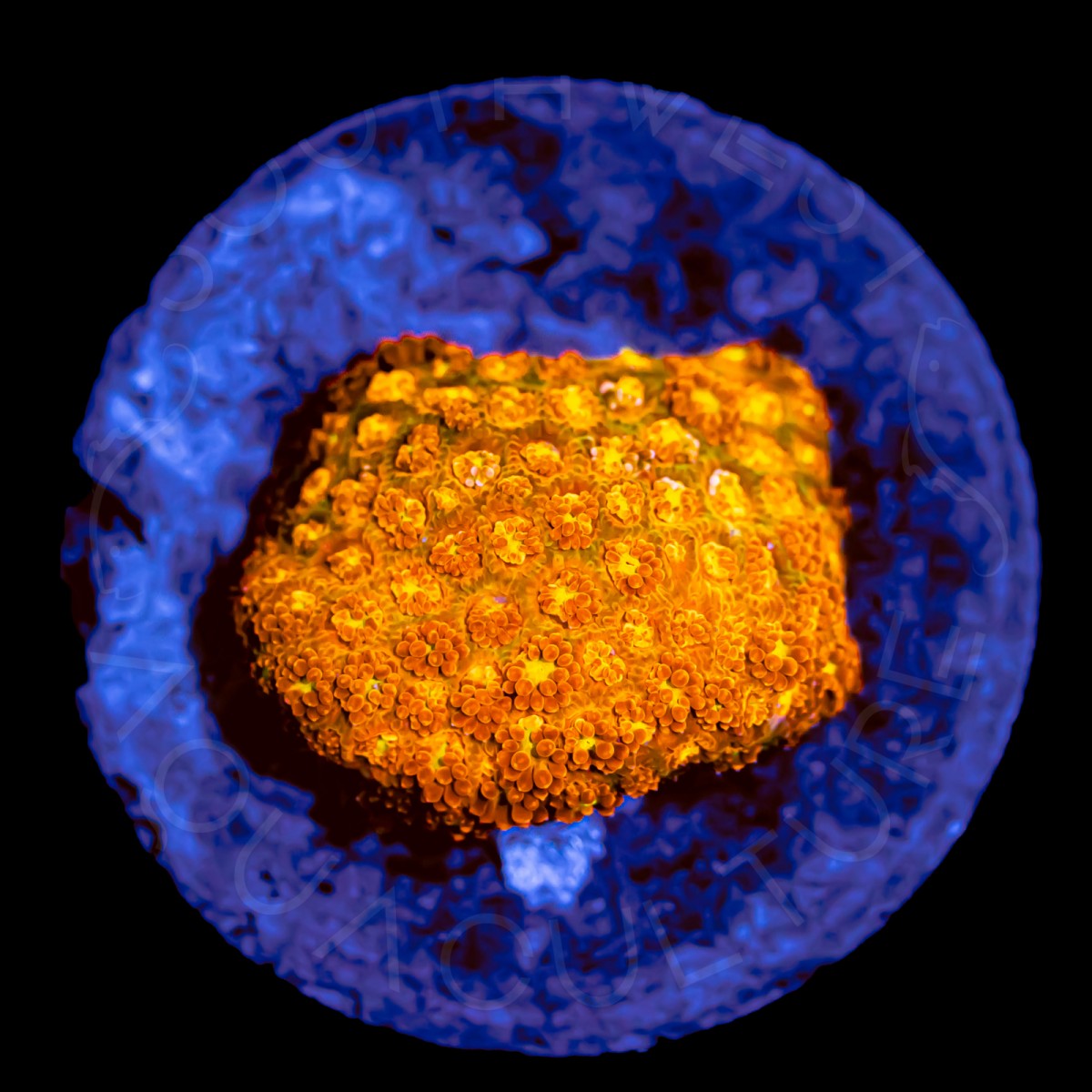 Golden Bernardpora - WYSIWYG Golden Bernardpora - WYSIWYG