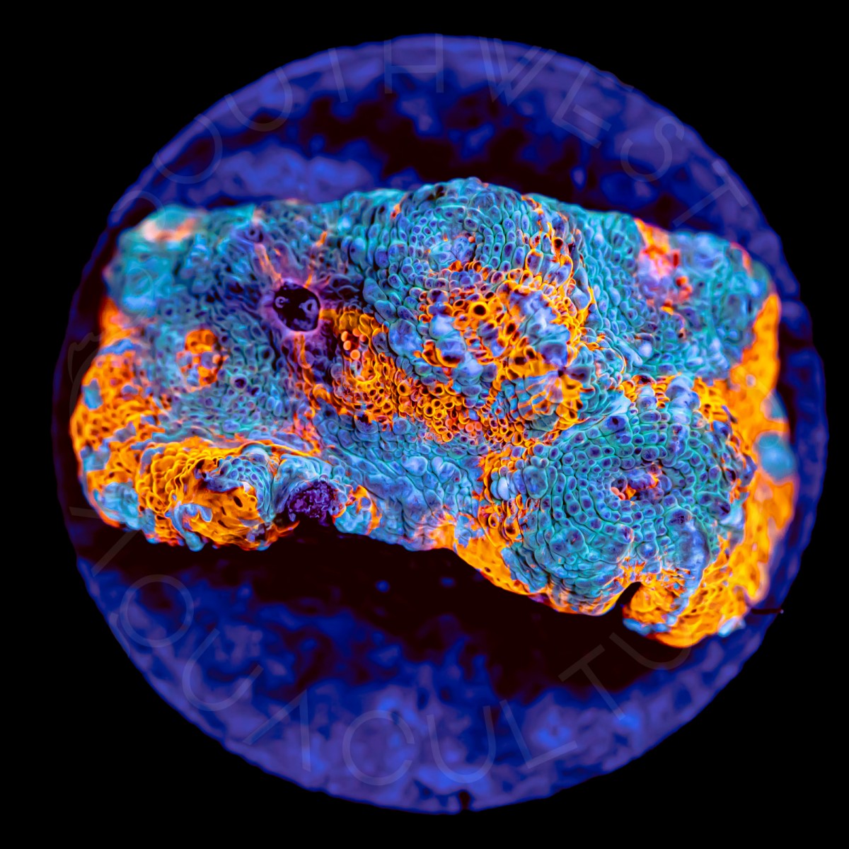 Agent Orange Chalice - WYSIWYG Agent Orange Chalice - WYSIWYG