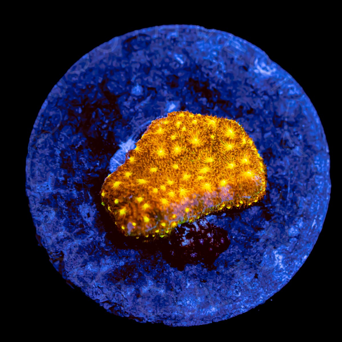 Gold Leptastrea - WYSIWYG Gold Leptastrea - WYSIWYG