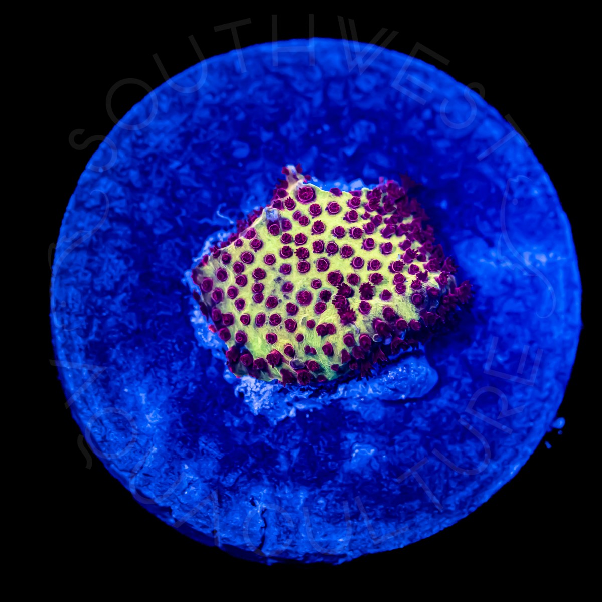 Burning Banana Stylocoeniella - WYSIWYG Burning Banana Stylocoeniella - WYSIWYG