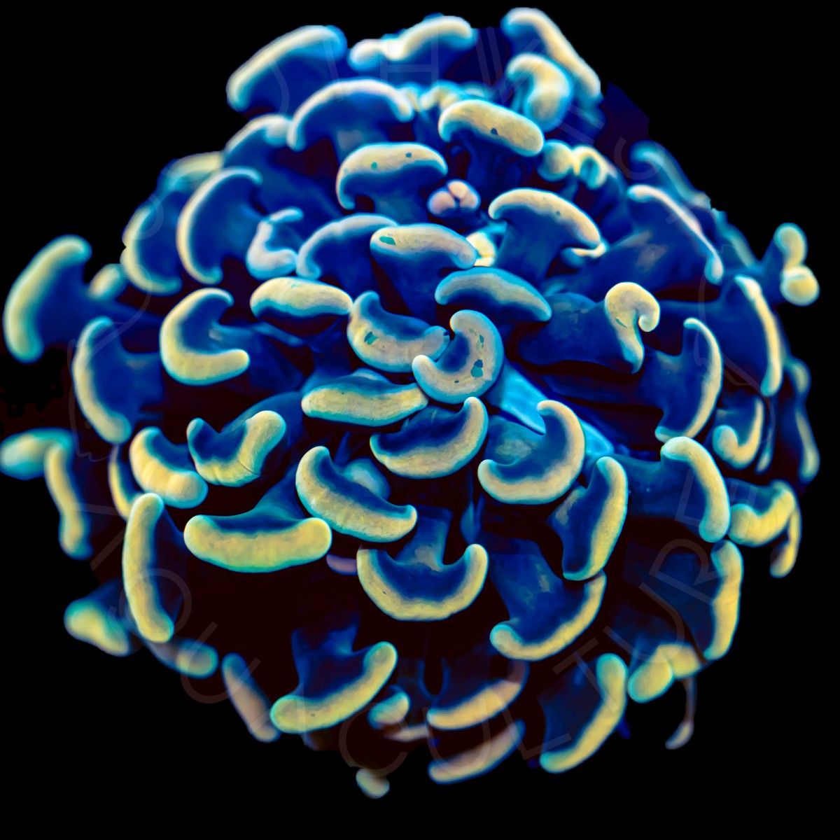 Indo Branching Hammer - WYSIWYG Indo Branching Hammer - WYSIWYG