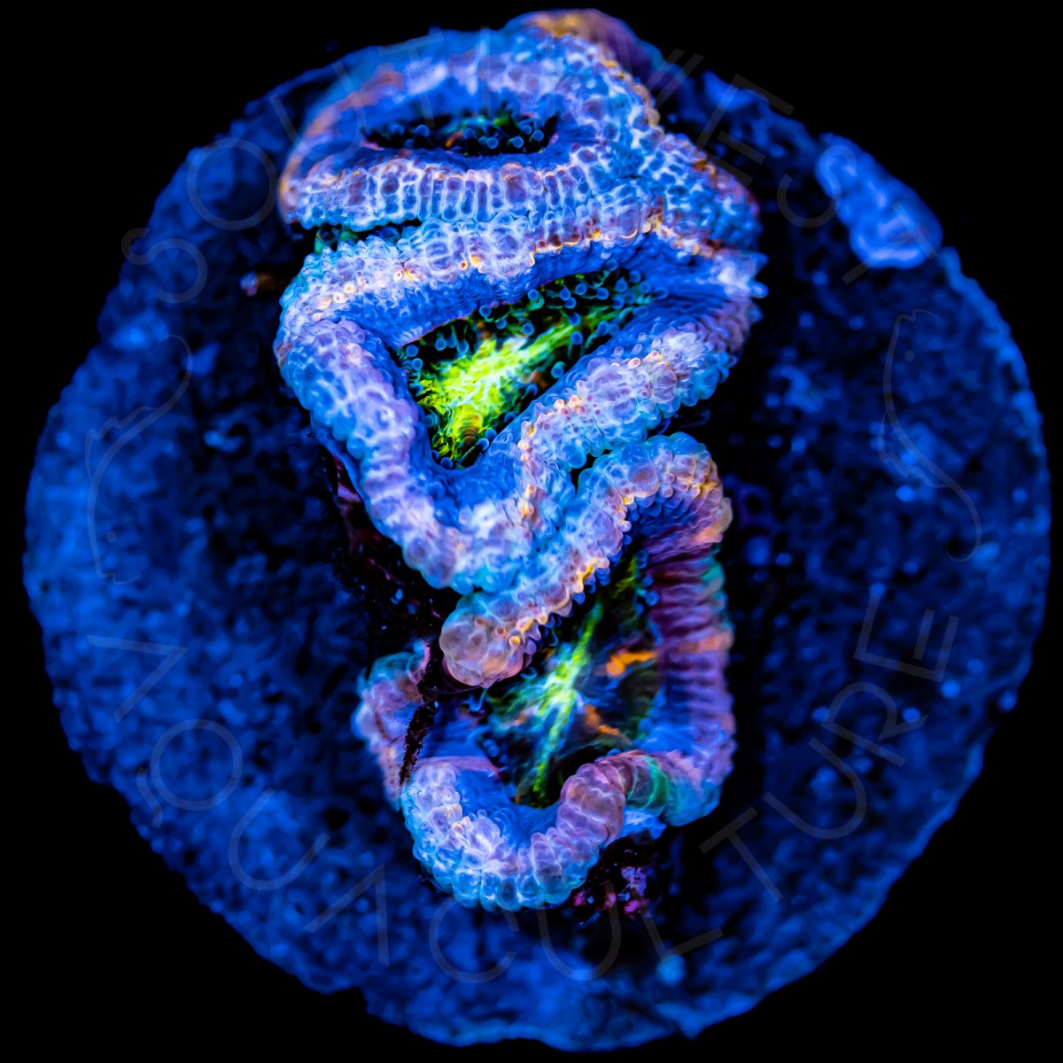 Ultra Blue Lords - WYSIWYG Ultra Blue Lords - WYSIWYG