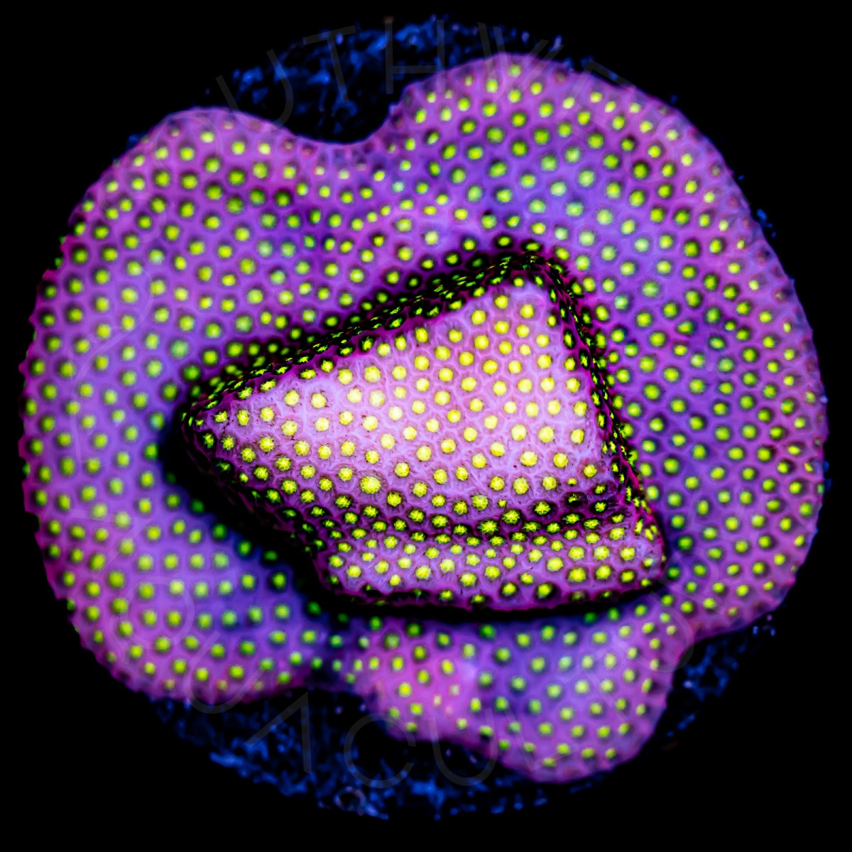 WWC Electric Daisy Stylocoeniella - WYSIWYG WWC Electric Daisy Stylocoeniella - WYSIWYG