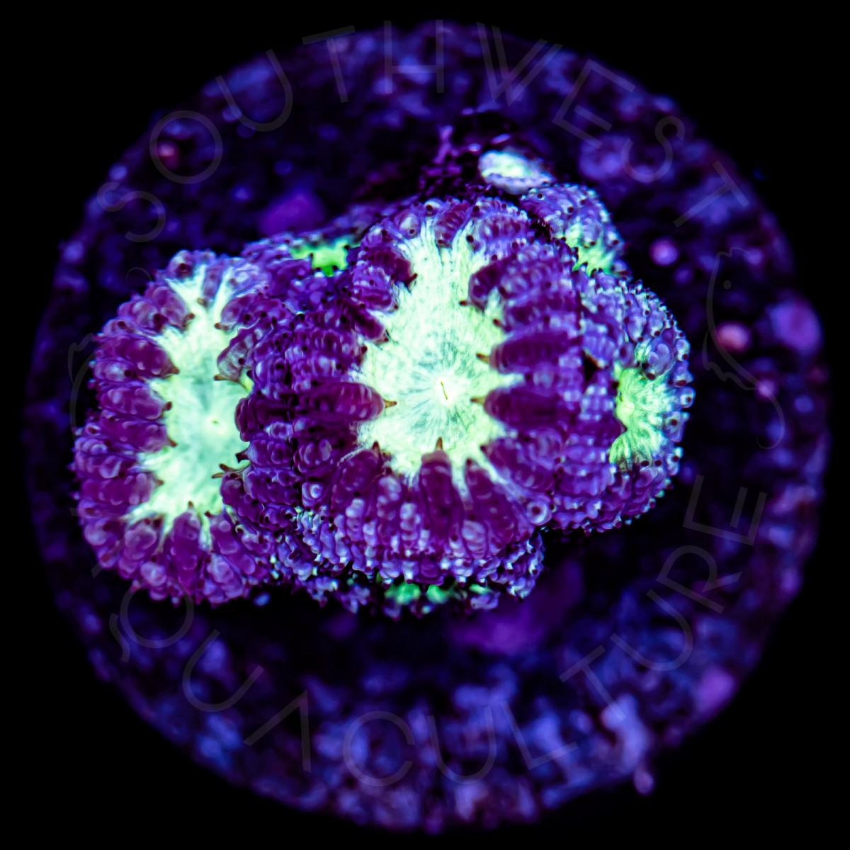 Purple Heart Blasto - WYSIWYG Purple Heart Blasto - WYSIWYG