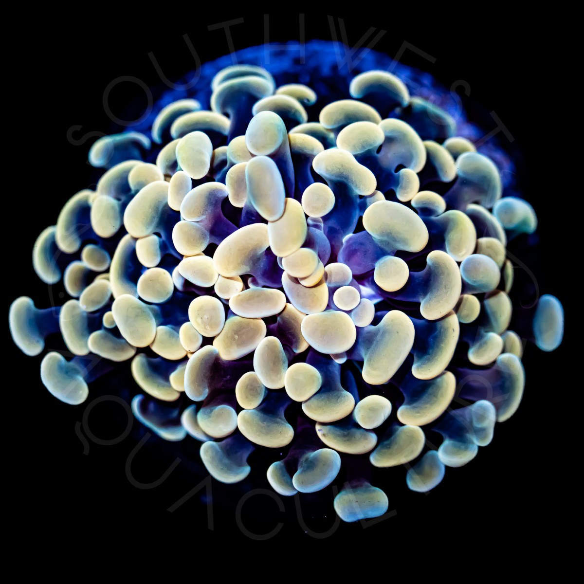 Yellow Branching Hammer - WYSIWYG Yellow Branching Hammer - WYSIWYG