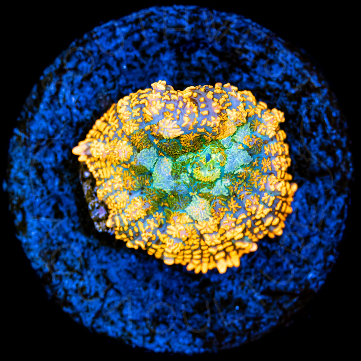 Rhodactis Mushroom - WYSIWYG Rhodactis Mushroom - WYSIWYG