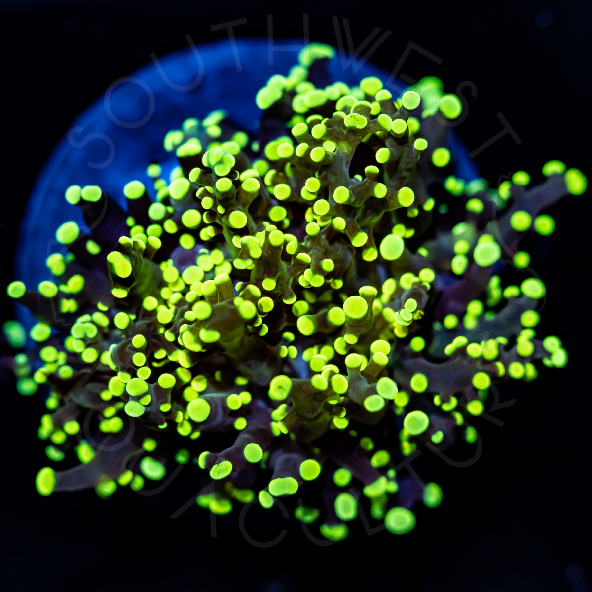 Neon Octospawn - WYSIWYG Neon Octospawn - WYSIWYG