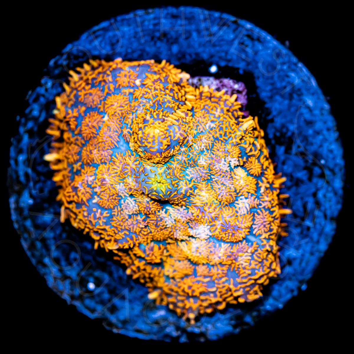 Rhodactis Mushroom - WYSIWYG