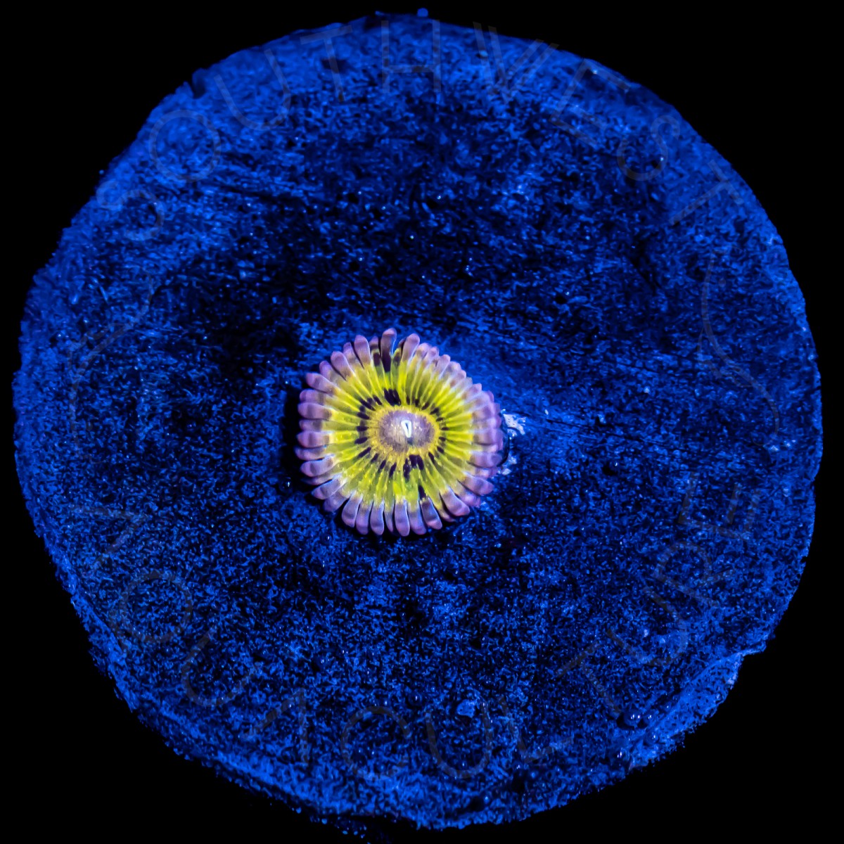 Pink Chiquita Zoanthid - WYSIWYG Pink Chiquita Zoanthid - WYSIWYG