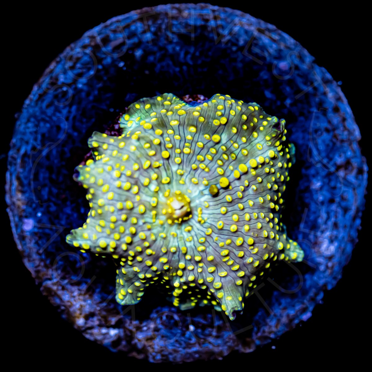 Spotted Disco Shroom - WYSIWYG Spotted Disco Shroom - WYSIWYG