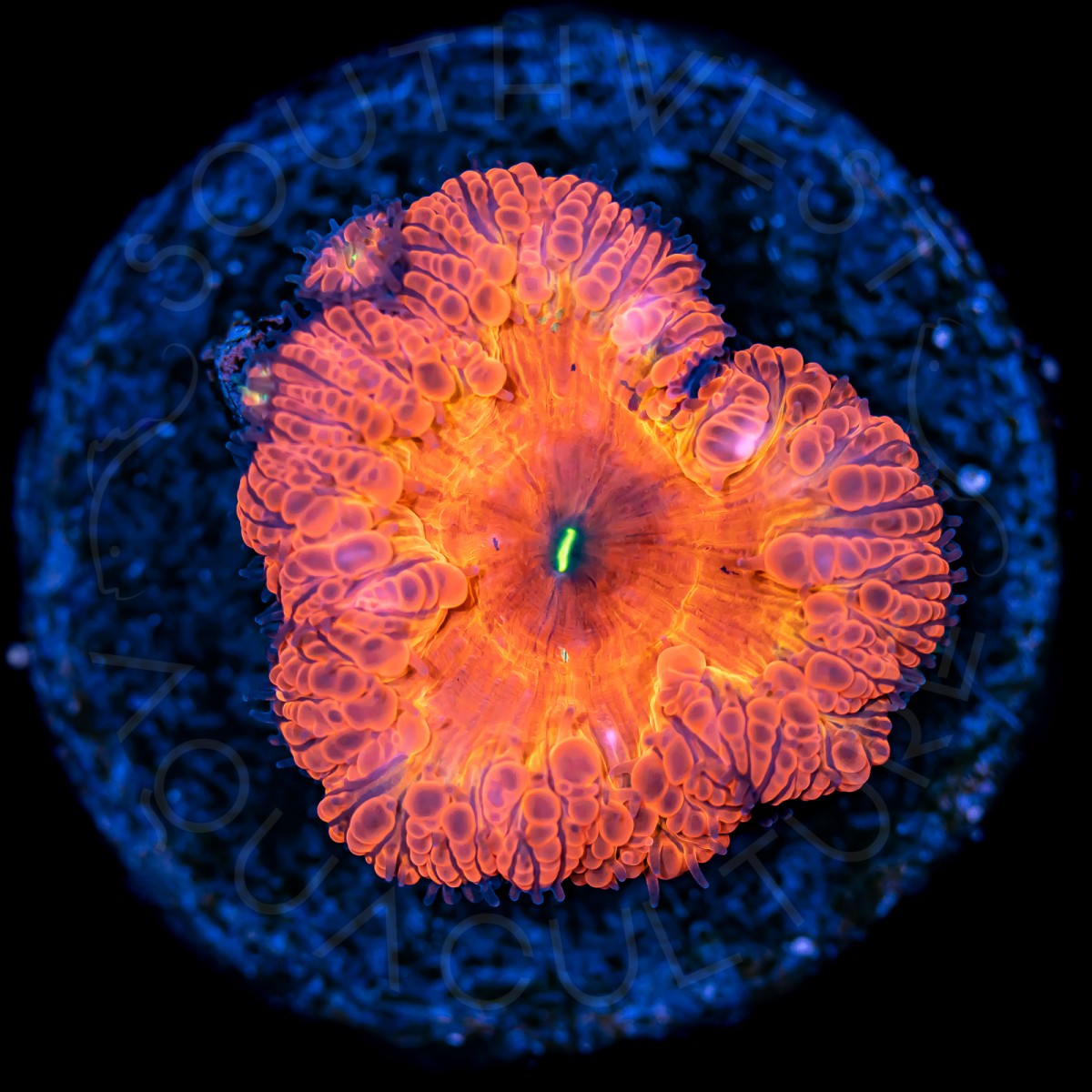 Ultra Blasto Wellsi - WYSIWYG Ultra Blasto Wellsi - WYSIWYG