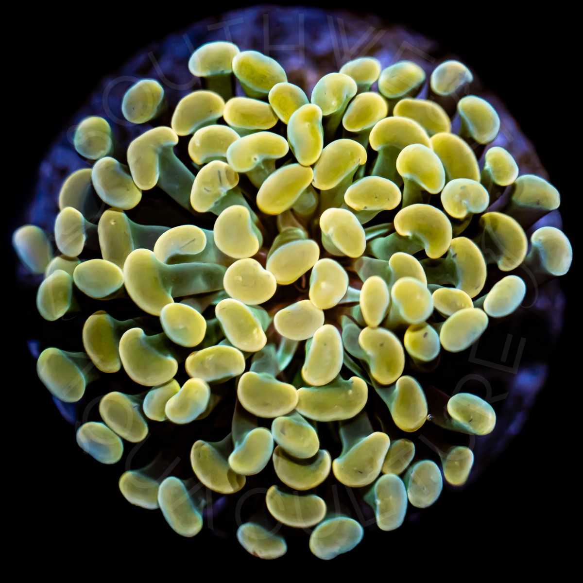 Gold Branching Hammer - WYSIWYG