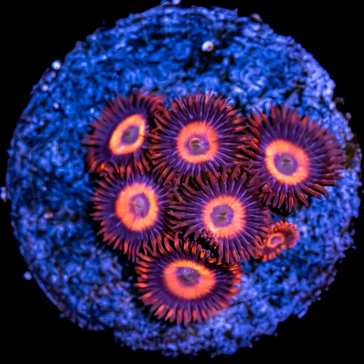 Orange Oxide Zoanthids - WYSIWYG Orange Oxide Zoanthids - WYSIWYG