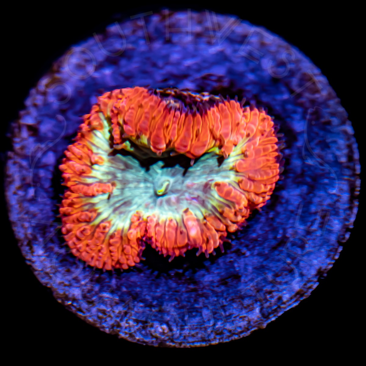 Ultra Blasto Wellsi - WYSIWYG Ultra Blasto Wellsi - WYSIWYG